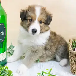 シェットランドシープドッグ