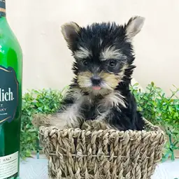 ヨークシャーテリア