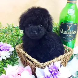 トイ・プードル