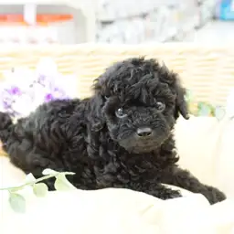 トイ・プードル