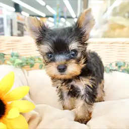 ヨークシャーテリア