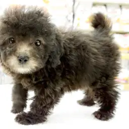 トイ・プードル