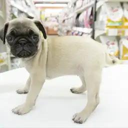 パグ