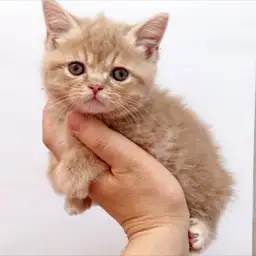 ブリティッシュショートヘア