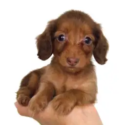 ミニチュア・ダックスフント