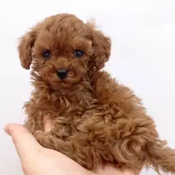 トイ・プードル