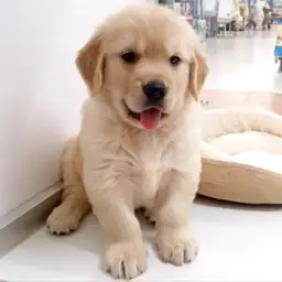 ゴールデンレトリバー