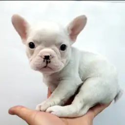 フレンチブルドッグ