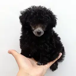 トイ・プードル