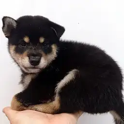 柴犬