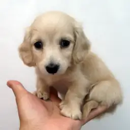 ミニチュア・ダックスフント