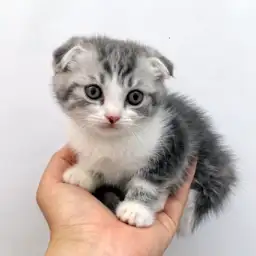 スコティッシュフォールド