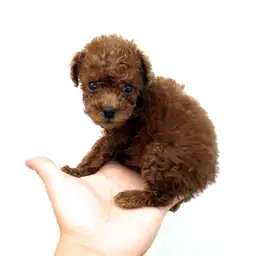 トイ・プードル