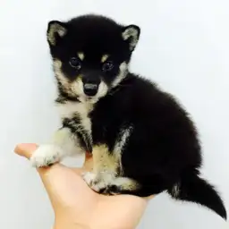 柴犬