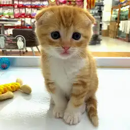 スコティッシュフォールド