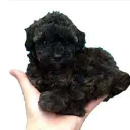 トイ・プードル