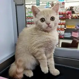 ブリティッシュショートヘア