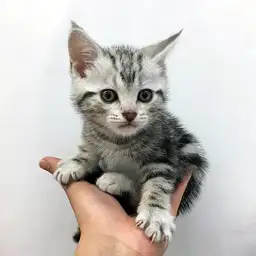 アメリカンショートヘア