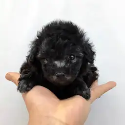 トイ・プードル