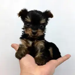 ヨークシャーテリア