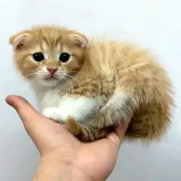 スコティッシュフォールド