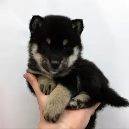 柴犬