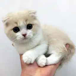 スコティッシュフォールド