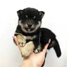 柴犬