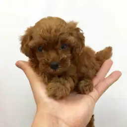 トイ・プードル