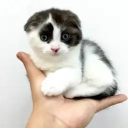 スコティッシュフォールド