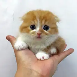 スコティッシュフォールド