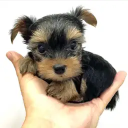 ヨークシャーテリア