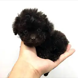 トイ・プードル