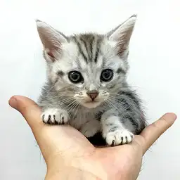 アメリカンショートヘア