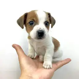 ジャックラッセルテリア