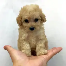 トイ・プードル