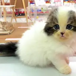 スコティッシュフォールド