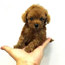 トイ・プードル