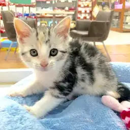 アメリカンショートヘア