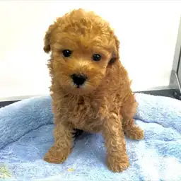 トイ・プードル