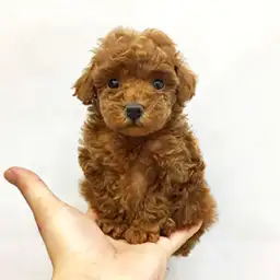 トイ・プードル