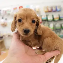 ミニチュア・ダックスフント