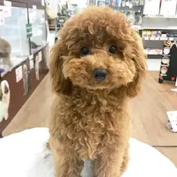 トイ・プードル