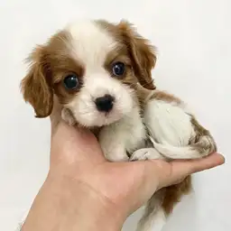 キャバリア・キングチャールズ・スパニエル