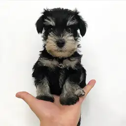 ミニチュア・シュナウザー