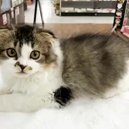 スコティッシュフォールド