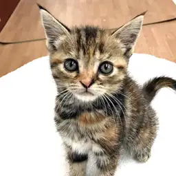 アメリカンショートヘア