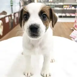 ジャックラッセルテリア