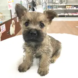 ケアーンテリア