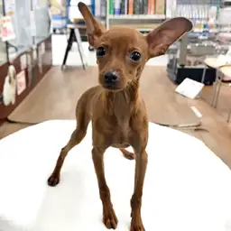 ミニチュア・ピンシャー